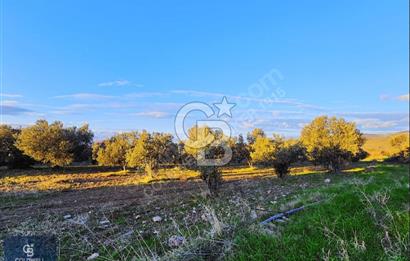 ÇANAKKALE AYVACIK KÖSEDERE' DE DENİZ MANZARALI ZEYTİNLİK