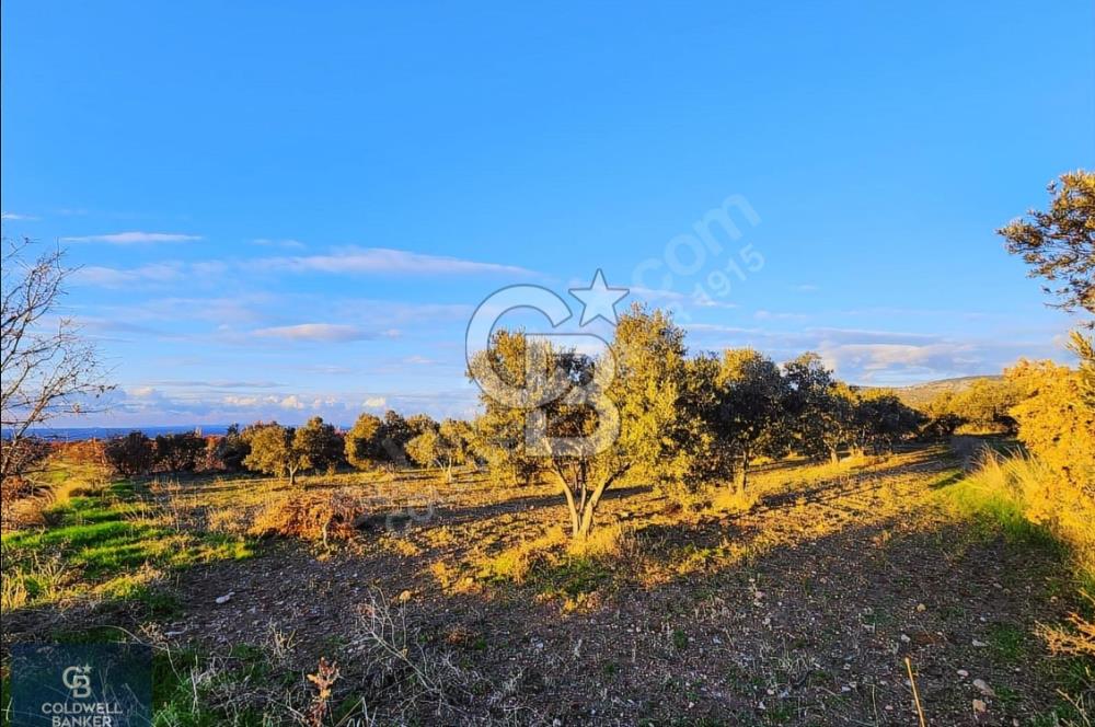 ÇANAKKALE AYVACIK KÖSEDERE' DE DENİZ MANZARALI ZEYTİNLİK