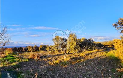 ÇANAKKALE AYVACIK KÖSEDERE' DE DENİZ MANZARALI ZEYTİNLİK