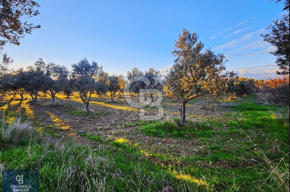 ÇANAKKALE AYVACIK KÖSEDERE' DE DENİZ MANZARALI ZEYTİNLİK