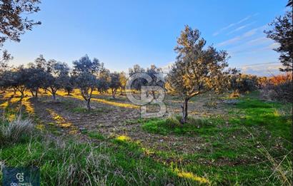 ÇANAKKALE AYVACIK KÖSEDERE' DE DENİZ MANZARALI ZEYTİNLİK