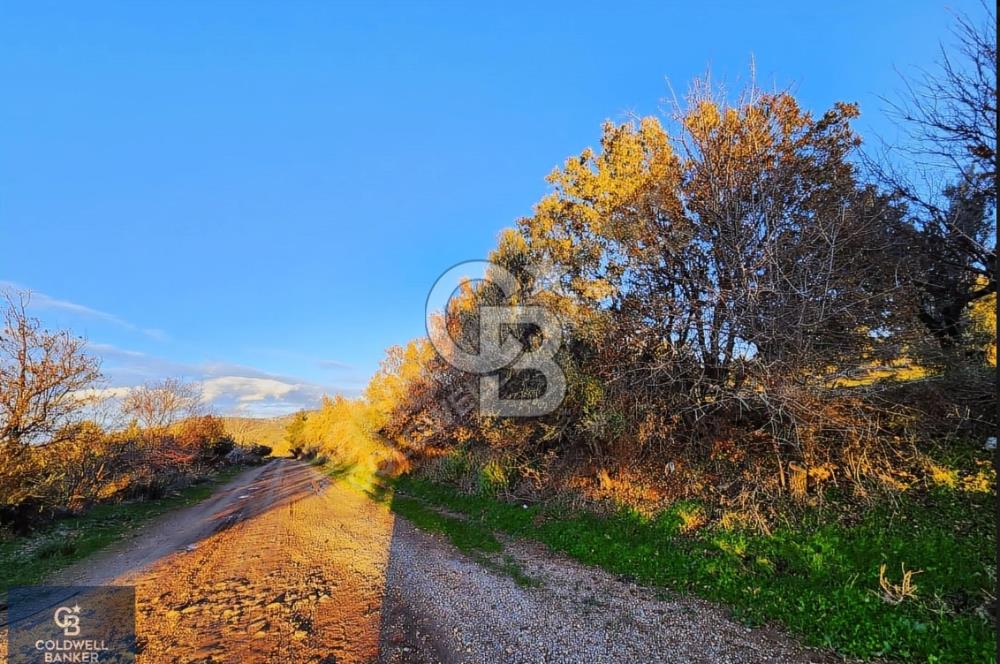 ÇANAKKALE AYVACIK KÖSEDERE' DE DENİZ MANZARALI ZEYTİNLİK
