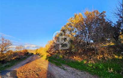 ÇANAKKALE AYVACIK KÖSEDERE' DE DENİZ MANZARALI ZEYTİNLİK