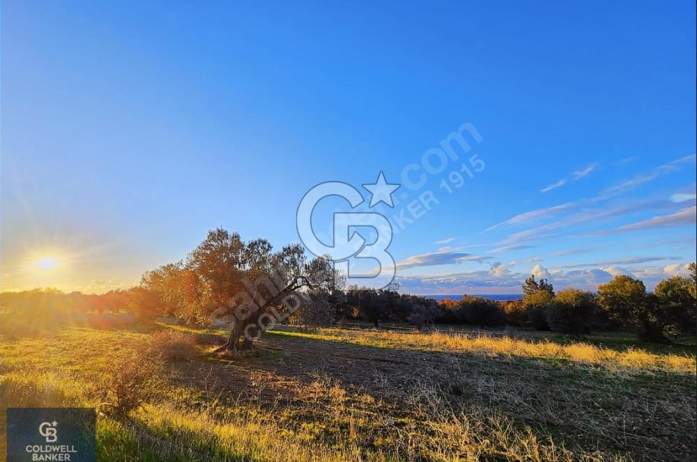 ÇANAKKALE AYVACIK KÖSEDERE' DE DENİZ MANZARALI ZEYTİNLİK