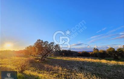 ÇANAKKALE AYVACIK KÖSEDERE' DE DENİZ MANZARALI ZEYTİNLİK