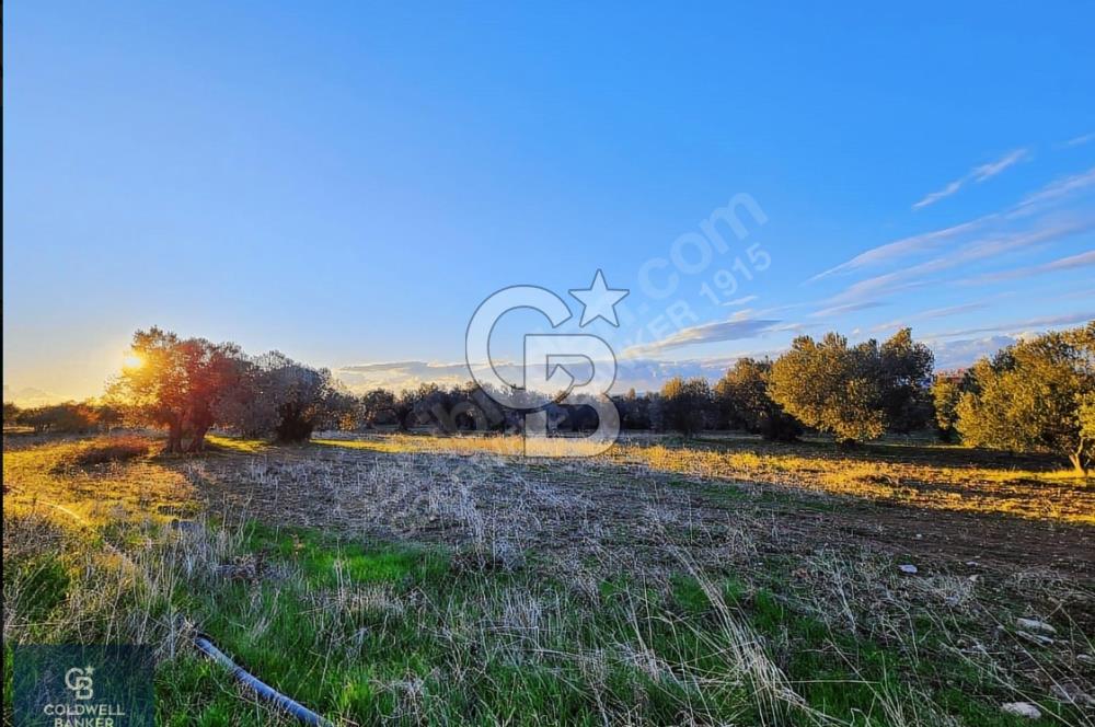 ÇANAKKALE AYVACIK KÖSEDERE' DE DENİZ MANZARALI ZEYTİNLİK