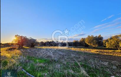 ÇANAKKALE AYVACIK KÖSEDERE' DE DENİZ MANZARALI ZEYTİNLİK
