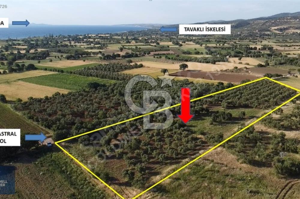 ÇANAKKALE AYVACIK KÖSEDERE' DE DENİZ MANZARALI ZEYTİNLİK