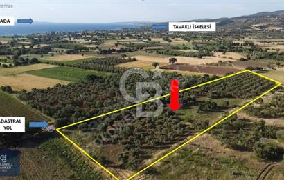 ÇANAKKALE AYVACIK KÖSEDERE' DE DENİZ MANZARALI ZEYTİNLİK