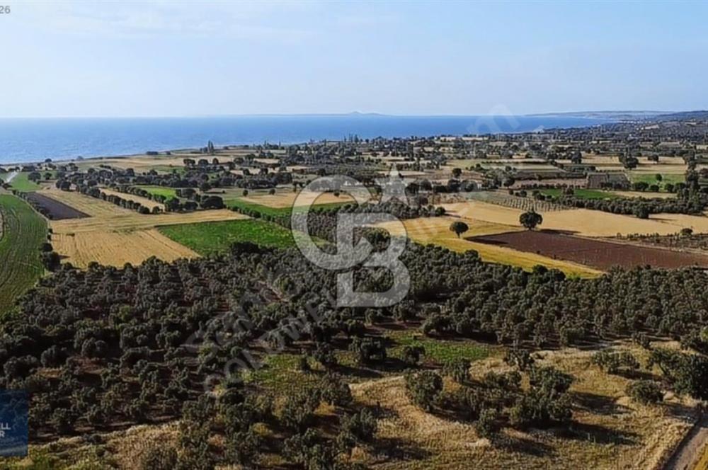 ÇANAKKALE AYVACIK KÖSEDERE' DE DENİZ MANZARALI ZEYTİNLİK