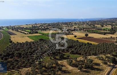 ÇANAKKALE AYVACIK KÖSEDERE' DE DENİZ MANZARALI ZEYTİNLİK