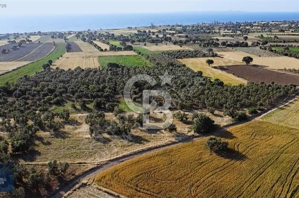 ÇANAKKALE AYVACIK KÖSEDERE' DE DENİZ MANZARALI ZEYTİNLİK