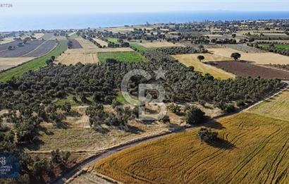 ÇANAKKALE AYVACIK KÖSEDERE' DE DENİZ MANZARALI ZEYTİNLİK