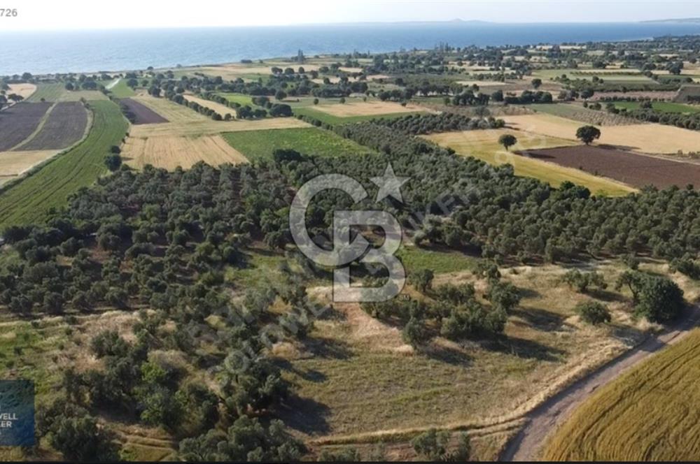 ÇANAKKALE AYVACIK KÖSEDERE' DE DENİZ MANZARALI ZEYTİNLİK