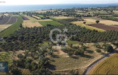 ÇANAKKALE AYVACIK KÖSEDERE' DE DENİZ MANZARALI ZEYTİNLİK