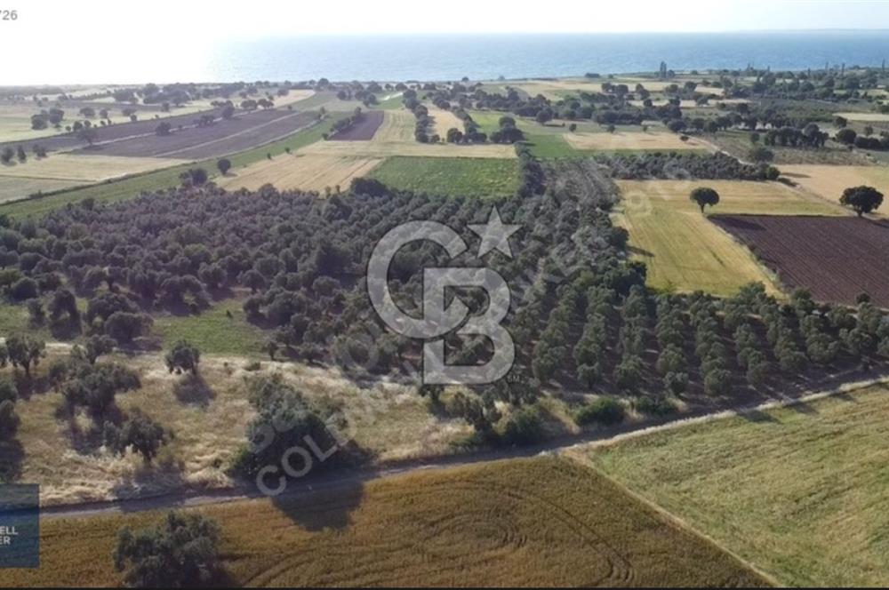 ÇANAKKALE AYVACIK KÖSEDERE' DE DENİZ MANZARALI ZEYTİNLİK