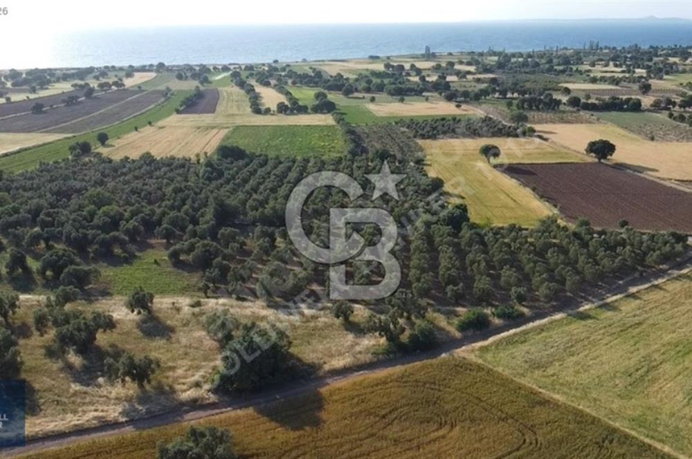 ÇANAKKALE AYVACIK KÖSEDERE' DE DENİZ MANZARALI ZEYTİNLİK