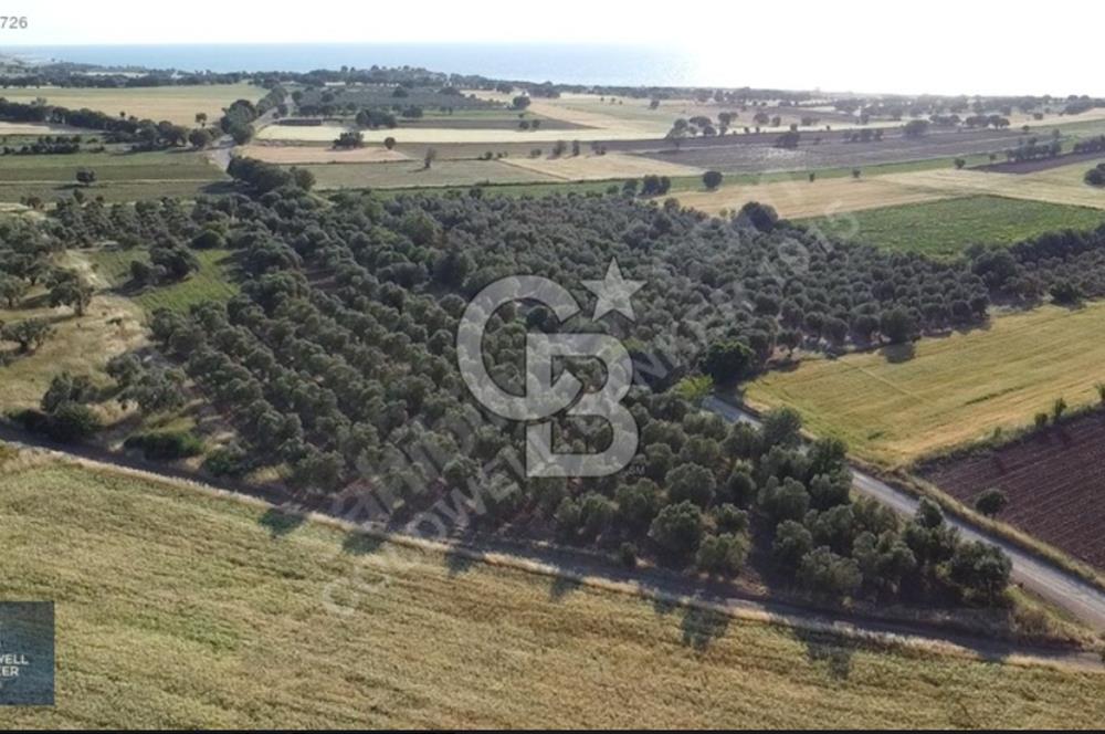 ÇANAKKALE AYVACIK KÖSEDERE' DE DENİZ MANZARALI ZEYTİNLİK