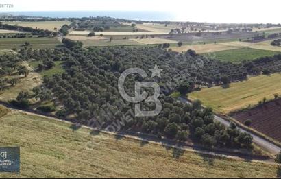 ÇANAKKALE AYVACIK KÖSEDERE' DE DENİZ MANZARALI ZEYTİNLİK