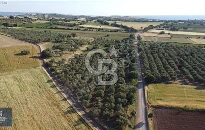 ÇANAKKALE AYVACIK KÖSEDERE' DE DENİZ MANZARALI ZEYTİNLİK