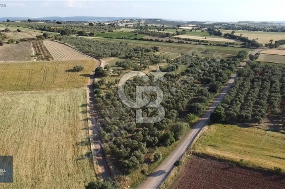 ÇANAKKALE AYVACIK KÖSEDERE' DE DENİZ MANZARALI ZEYTİNLİK