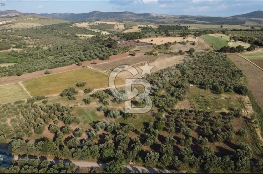 ÇANAKKALE AYVACIK KÖSEDERE' DE DENİZ MANZARALI ZEYTİNLİK