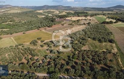 ÇANAKKALE AYVACIK KÖSEDERE' DE DENİZ MANZARALI ZEYTİNLİK