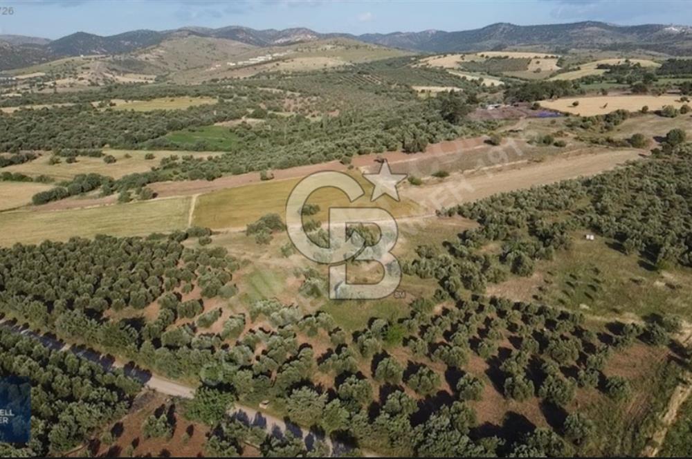 ÇANAKKALE AYVACIK KÖSEDERE' DE DENİZ MANZARALI ZEYTİNLİK