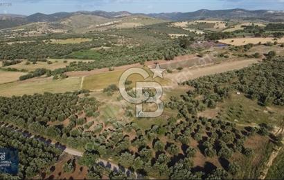 ÇANAKKALE AYVACIK KÖSEDERE' DE DENİZ MANZARALI ZEYTİNLİK