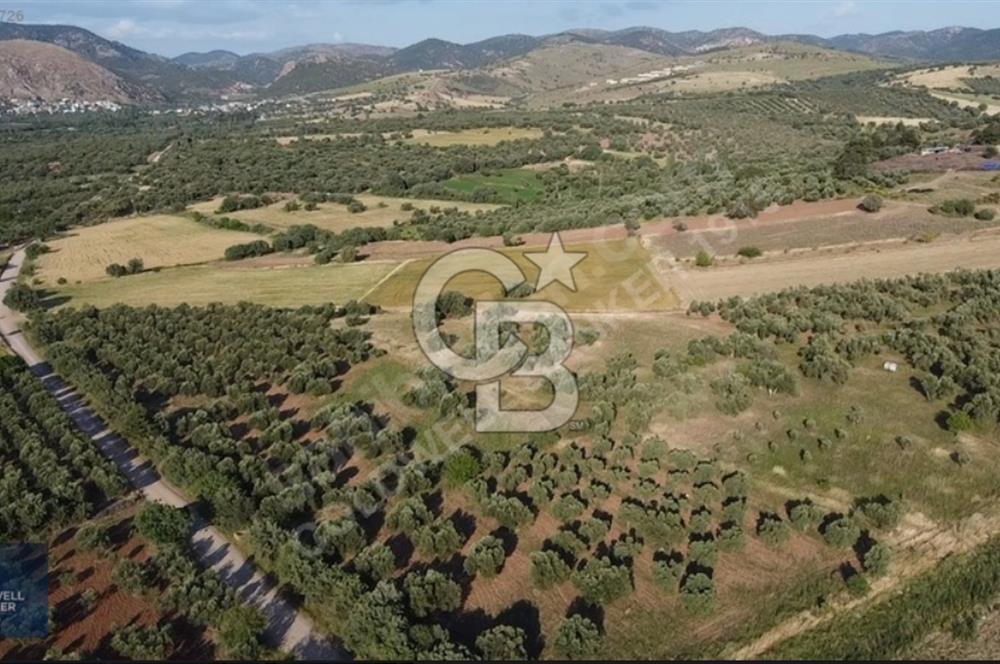 ÇANAKKALE AYVACIK KÖSEDERE' DE DENİZ MANZARALI ZEYTİNLİK