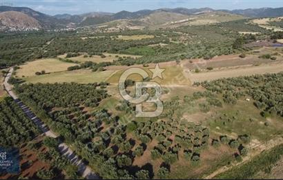 ÇANAKKALE AYVACIK KÖSEDERE' DE DENİZ MANZARALI ZEYTİNLİK