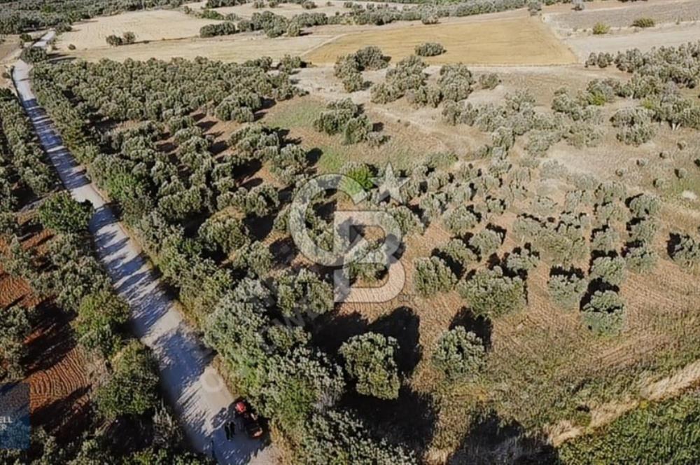 ÇANAKKALE AYVACIK KÖSEDERE' DE DENİZ MANZARALI ZEYTİNLİK