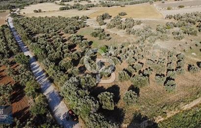 ÇANAKKALE AYVACIK KÖSEDERE' DE DENİZ MANZARALI ZEYTİNLİK