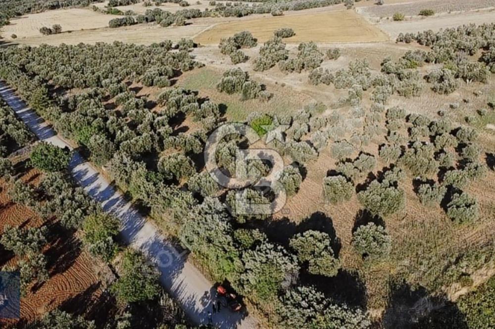 ÇANAKKALE AYVACIK KÖSEDERE' DE DENİZ MANZARALI ZEYTİNLİK