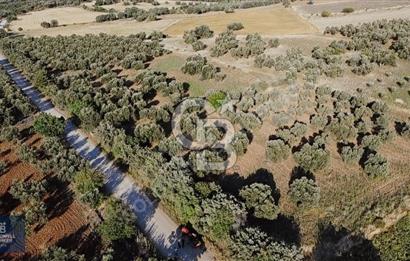 ÇANAKKALE AYVACIK KÖSEDERE' DE DENİZ MANZARALI ZEYTİNLİK