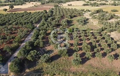 ÇANAKKALE AYVACIK KÖSEDERE' DE DENİZ MANZARALI ZEYTİNLİK