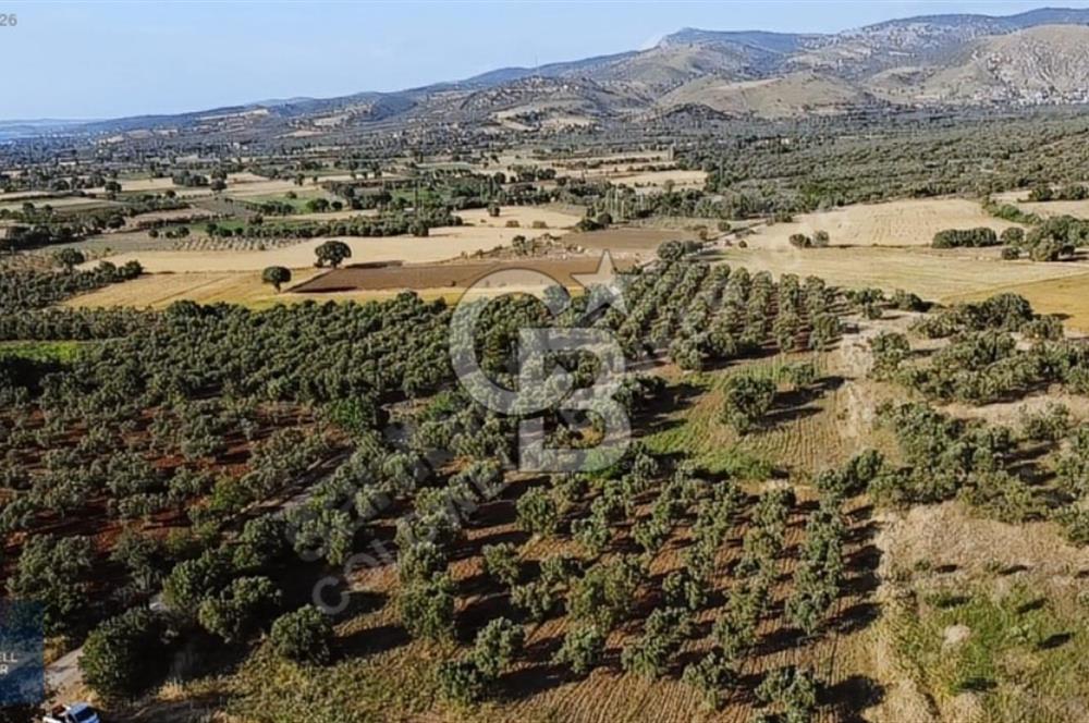 ÇANAKKALE AYVACIK KÖSEDERE' DE DENİZ MANZARALI ZEYTİNLİK