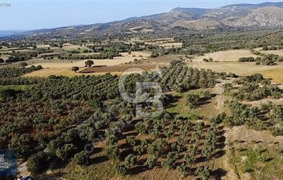 ÇANAKKALE AYVACIK KÖSEDERE' DE DENİZ MANZARALI ZEYTİNLİK