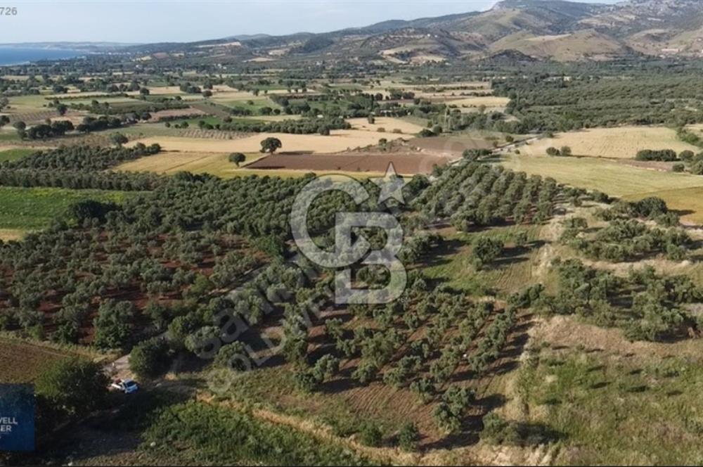 ÇANAKKALE AYVACIK KÖSEDERE' DE DENİZ MANZARALI ZEYTİNLİK