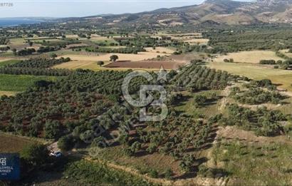 ÇANAKKALE AYVACIK KÖSEDERE' DE DENİZ MANZARALI ZEYTİNLİK