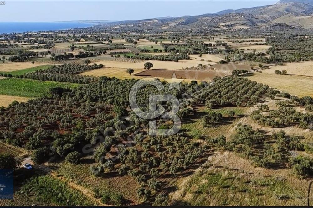 ÇANAKKALE AYVACIK KÖSEDERE' DE DENİZ MANZARALI ZEYTİNLİK