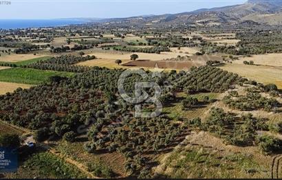 ÇANAKKALE AYVACIK KÖSEDERE' DE DENİZ MANZARALI ZEYTİNLİK