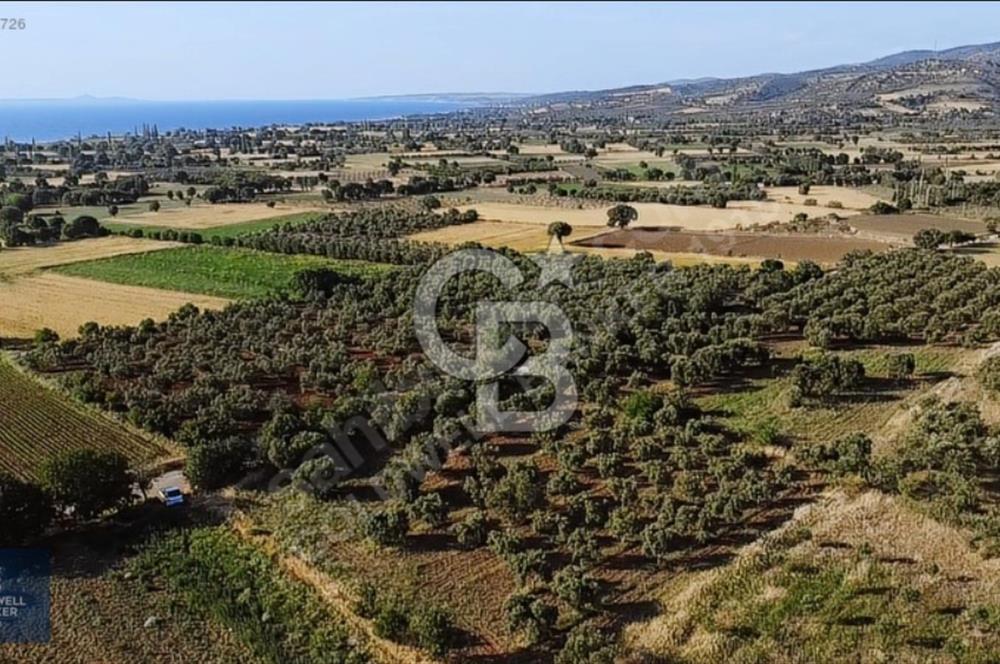 ÇANAKKALE AYVACIK KÖSEDERE' DE DENİZ MANZARALI ZEYTİNLİK