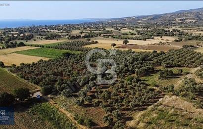 ÇANAKKALE AYVACIK KÖSEDERE' DE DENİZ MANZARALI ZEYTİNLİK