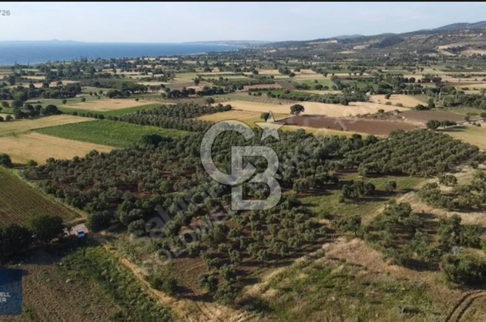 ÇANAKKALE AYVACIK KÖSEDERE' DE DENİZ MANZARALI ZEYTİNLİK