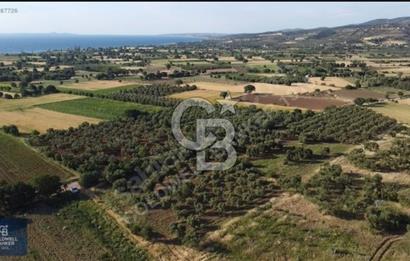 ÇANAKKALE AYVACIK KÖSEDERE' DE DENİZ MANZARALI ZEYTİNLİK