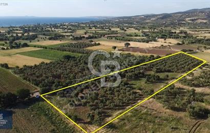 ÇANAKKALE AYVACIK KÖSEDERE' DE DENİZ MANZARALI ZEYTİNLİK