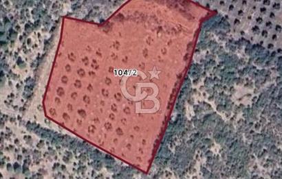 Bergama Sarıcalarda 8.579,57 m² Tek Tapulu, Manzaralı Tarla