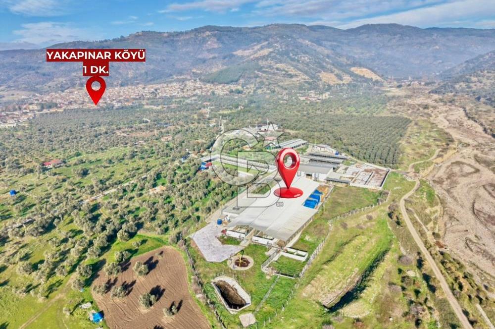 Bayındır Yakapınar'da Satılık Büyükbaş Hayvan Çiftliği