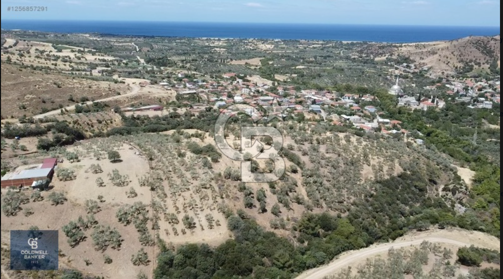 ÇANAKKALE AYVACIK KÖSEDERE KÖYÜ'NDE DENİZ MANZARALI ZEYTİNLİK